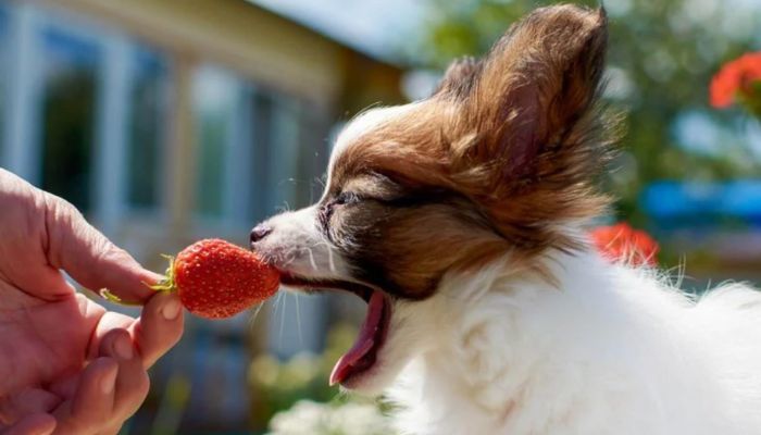 Puede un perro comer fresa