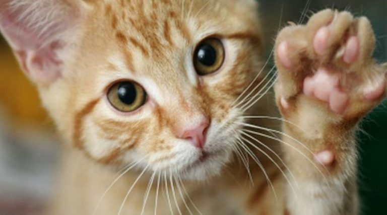 ¿Puede el rasguño de la uña del gato causar rabia