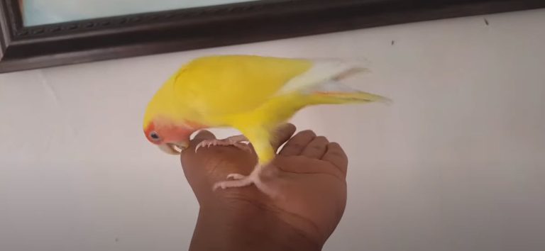 Bird está mordiendo las manos del dueño