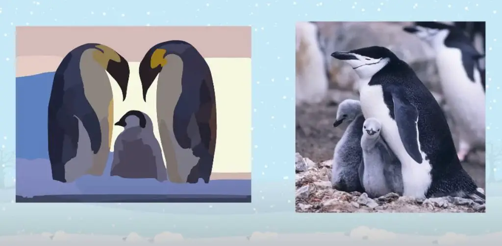Características de los pingüinos
