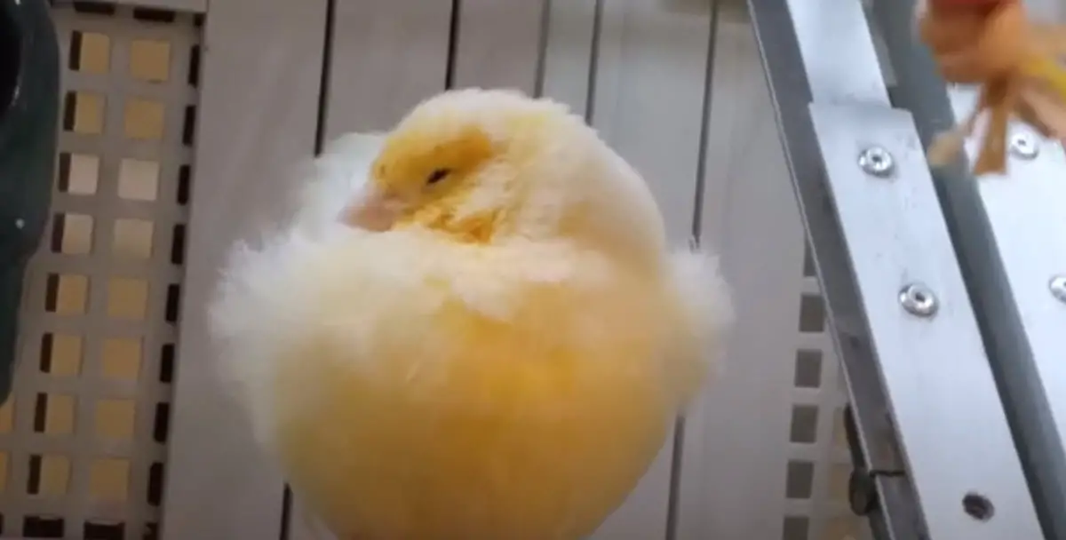 Cómo duermen los canarios