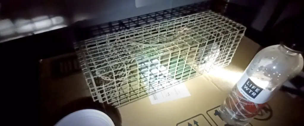 Cómo hacer que las ratas salen de su escondite