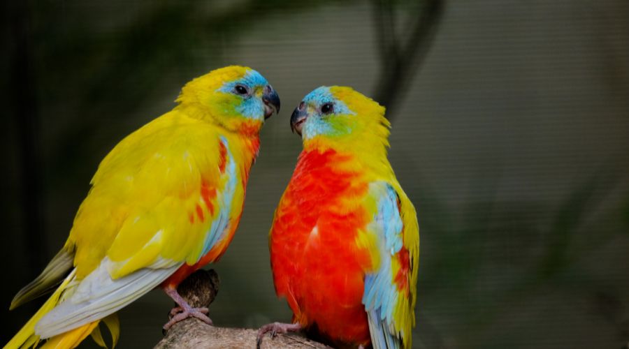 Cómo saber si un pájaro del amor es macho o hembra