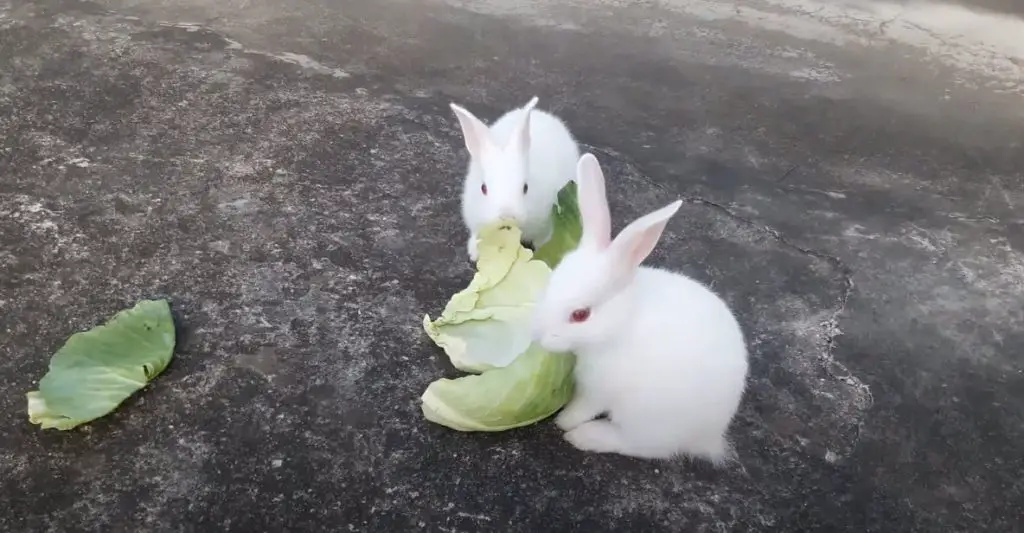 Conejos está comiendo hoja de coliflor