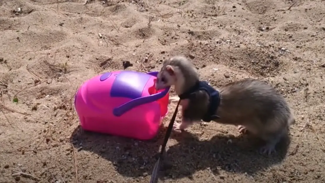 Cuánto cuesta un hurón doméstico como mascota