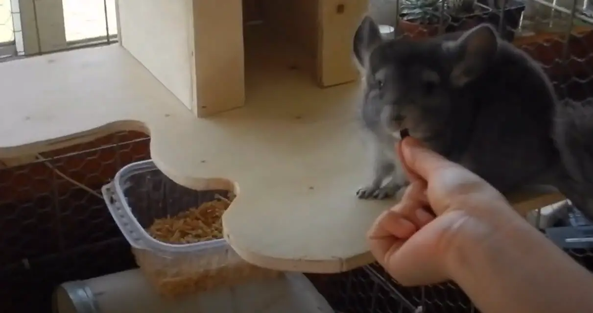 Cuánto puede llegar a costar una chinchilla