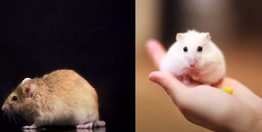 Diferencia entre hámster y ratón