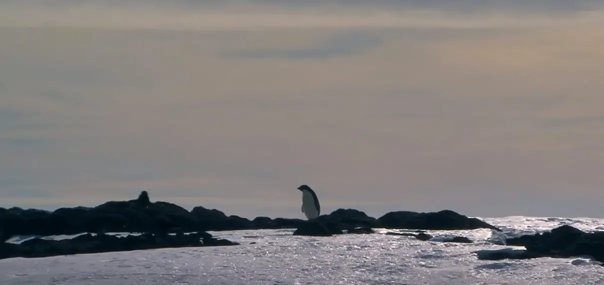 Distribución de Pingüinos en Argentina