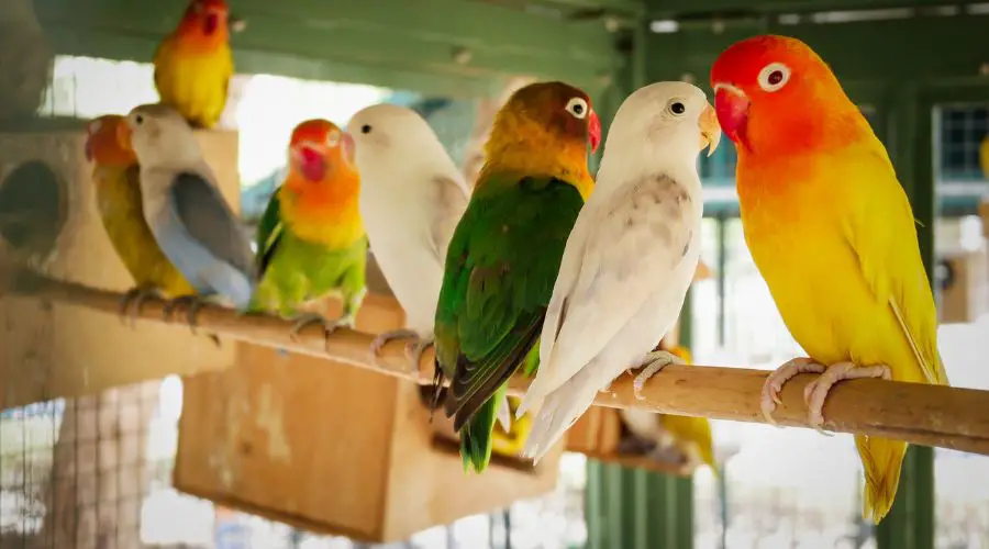 Dónde viven los pajaritos de amor