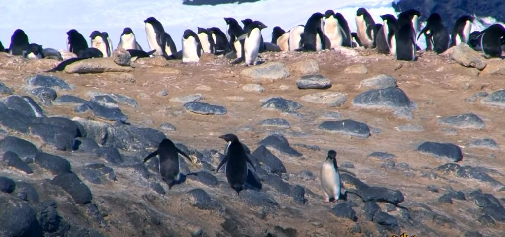 Dónde viven los pingüinos en la Argentina