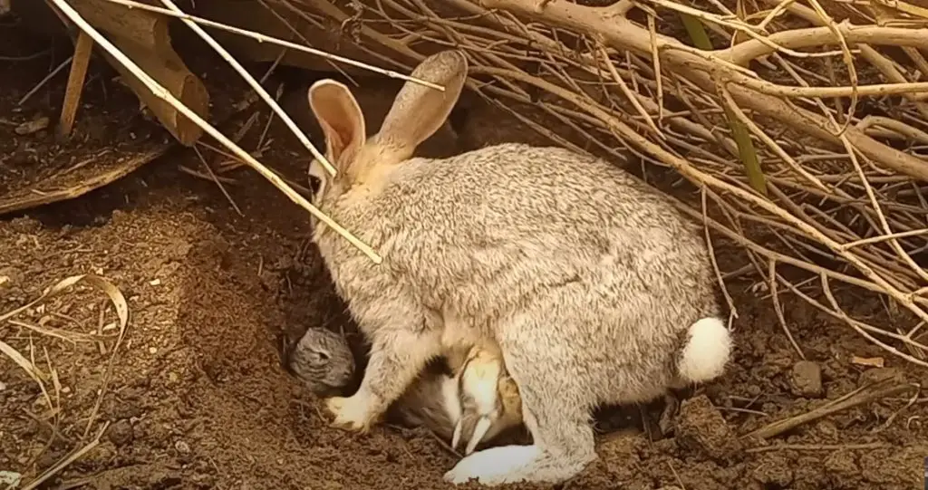 El conejo viene del agujero