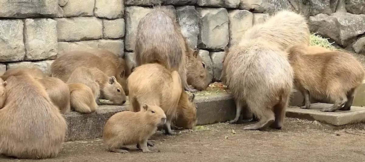 ¿Es posible tener un carpincho como mascota?