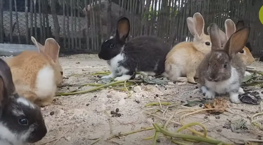 Es normal que los conejos coman su propia caca