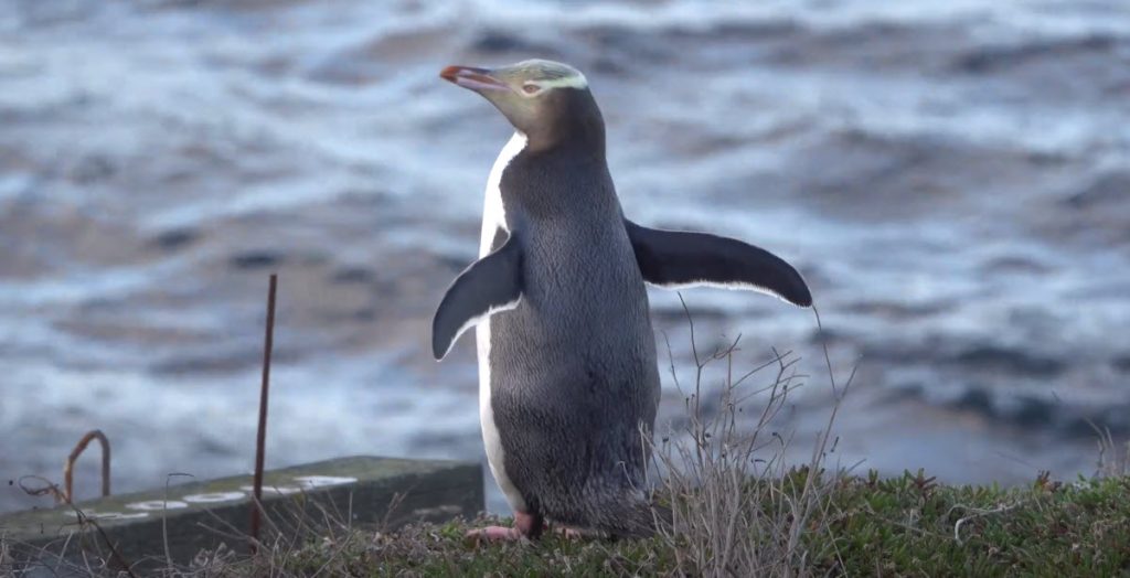 Especies de Pingüinos