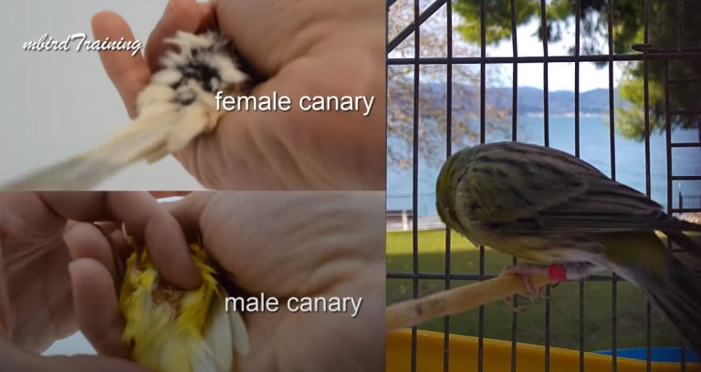 Formas de saber si un canario es macho o hembra