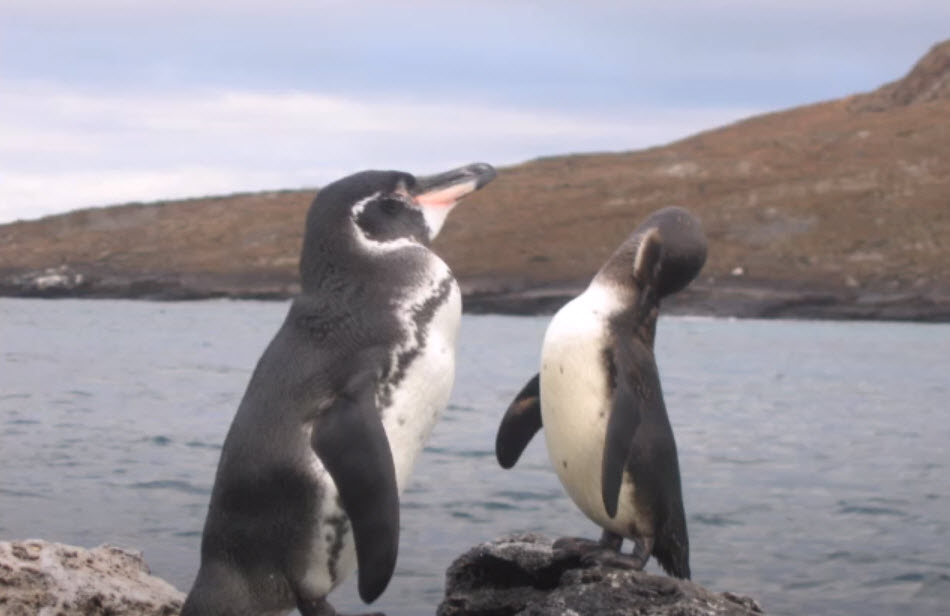 Hábitat de los Pingüinos