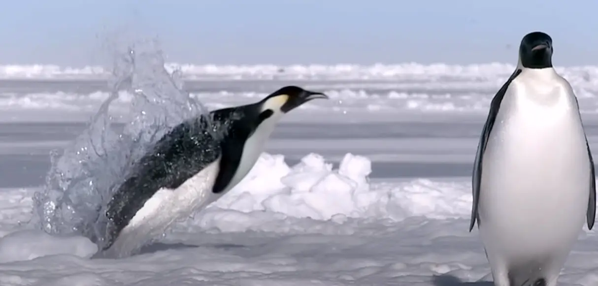 Los pingüinos vuelan