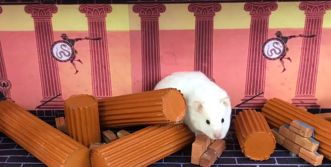 No les des comida inapropiada.