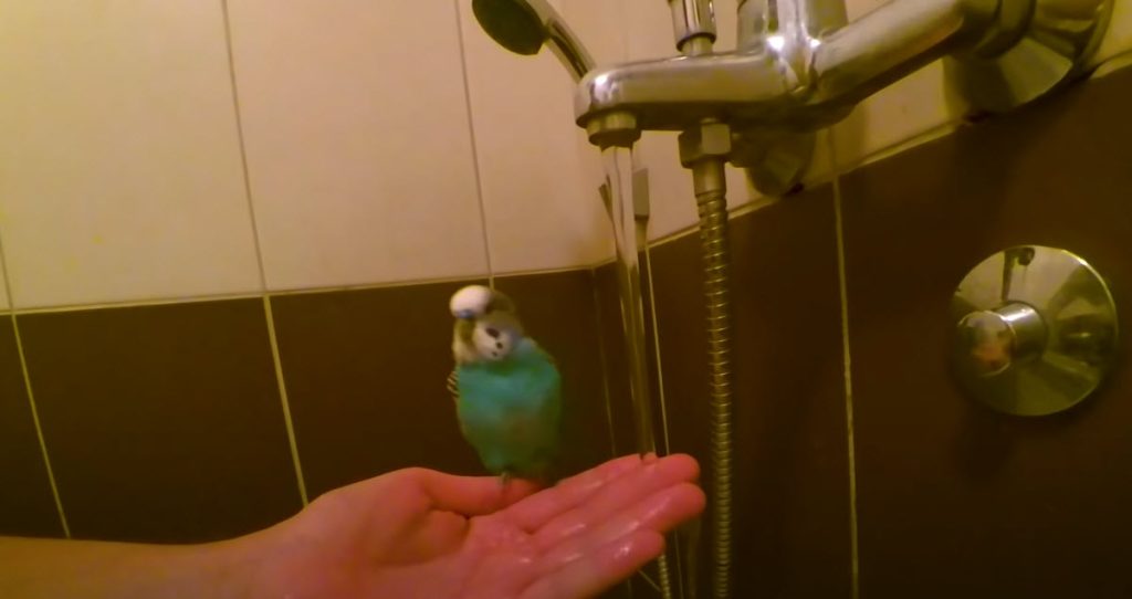 ¿Por qué es importante bañar a las aves?