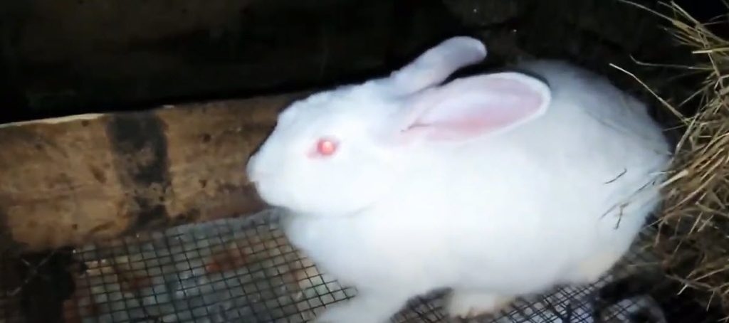 Por qué los conejos blancos tienen ojos rojos
