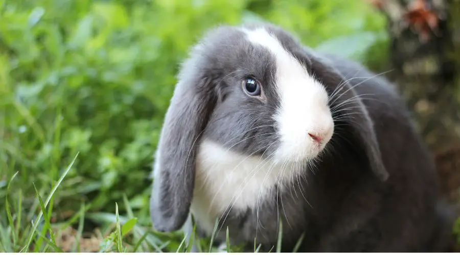 ¿Por qué los conejos comen su caca