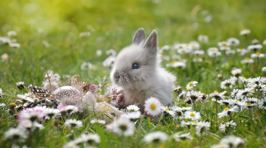 Qué animales comen conejos