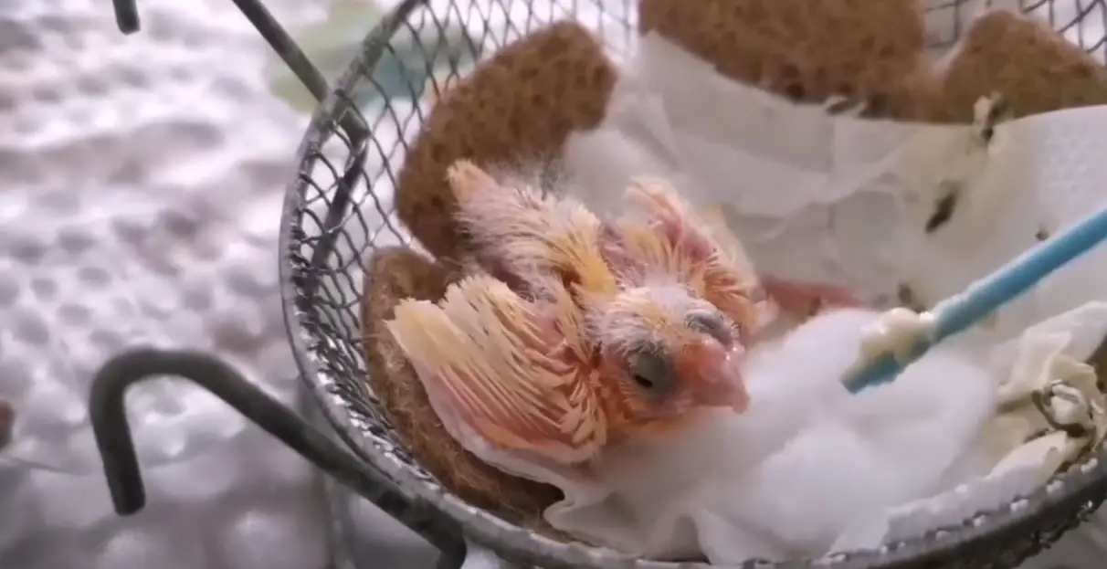 Qué darle de comer a un canario bebé