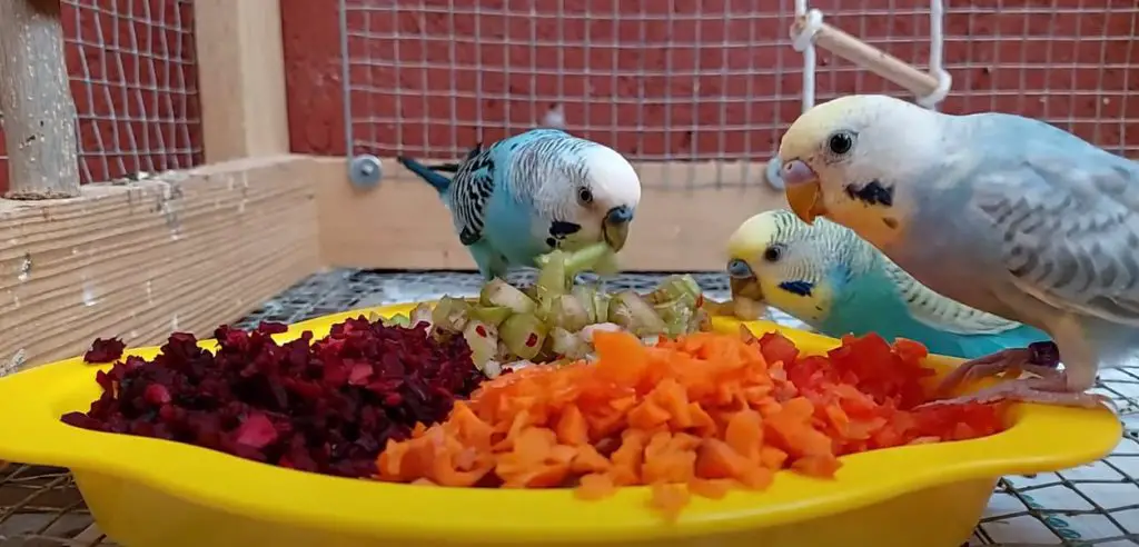 Qué frutas comen los pajaritos del amor