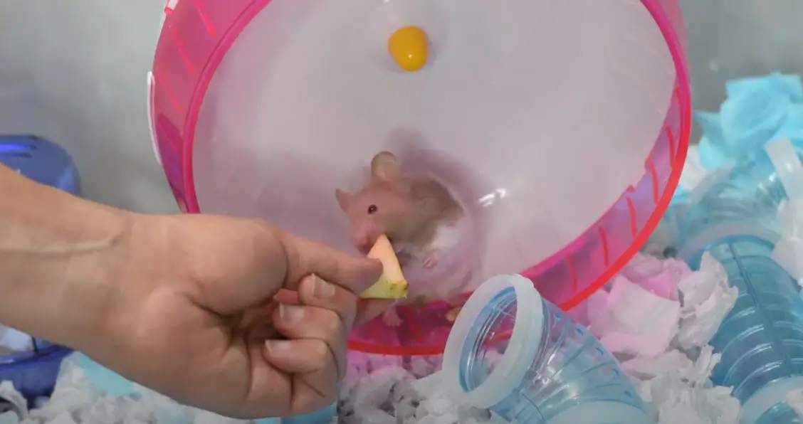 Qué le doy de comida a mi hámster-ESTE ES EL MEJOR ALIMENTO PARA HAMSTER