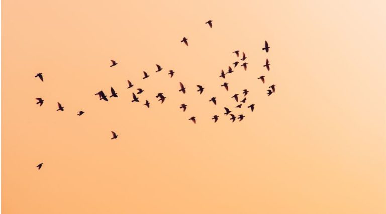 ¿Qué significa que los pájaros vuelen en bandadas
