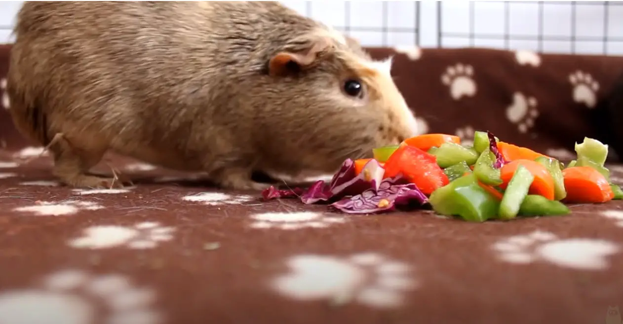 cobaya comiendo verduras en casa