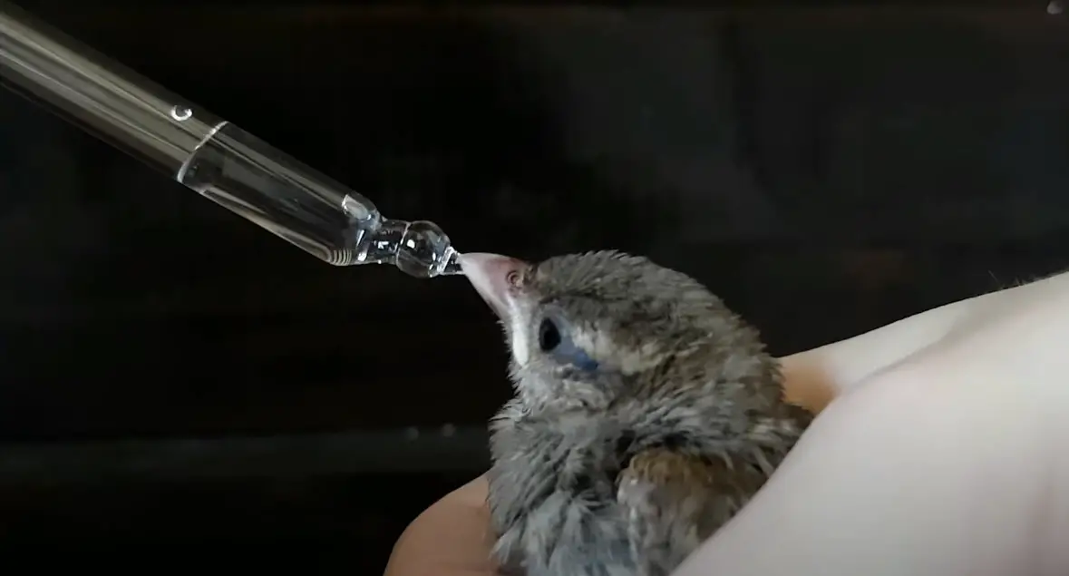 hombre dando los primeros anuncios al pájaro herido