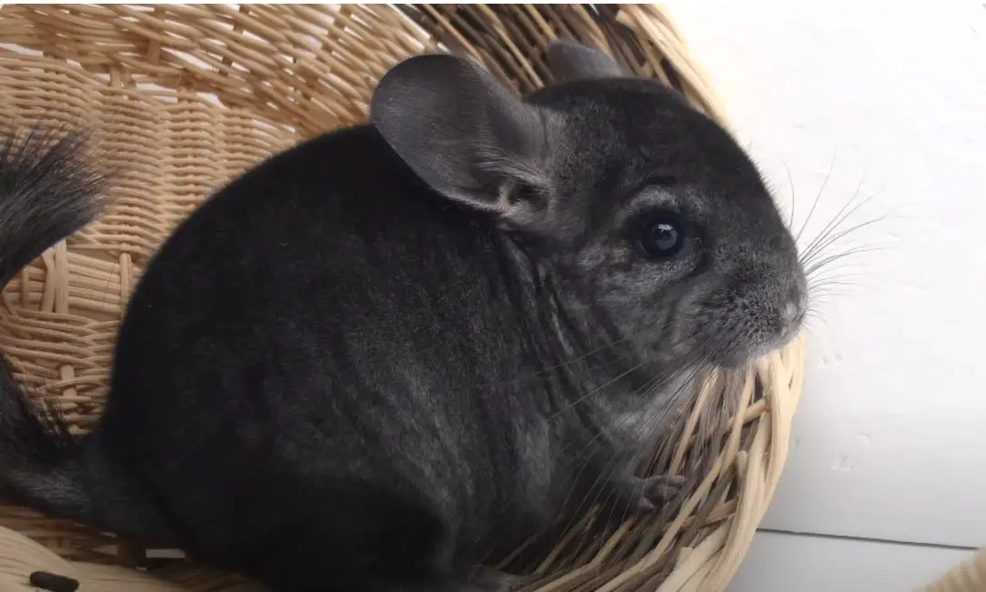 la Chinchilla chinchilla de cola corta.