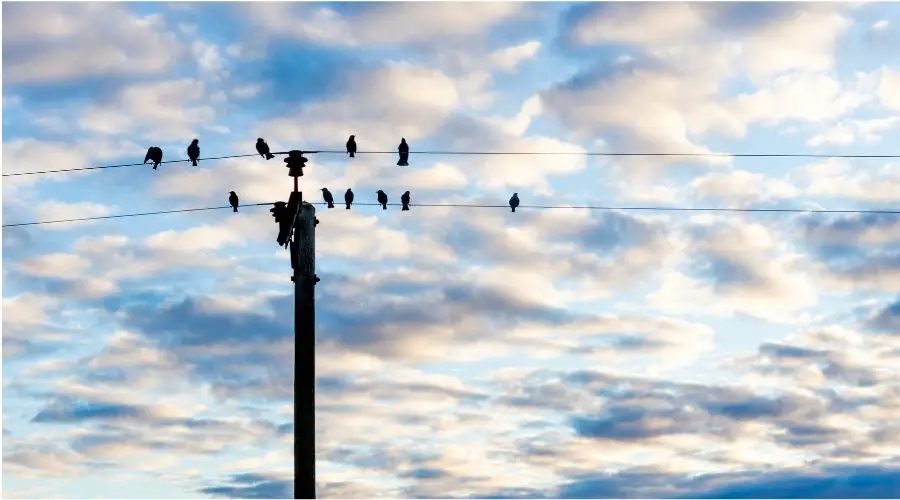por qué los pájaros no se electrocutan