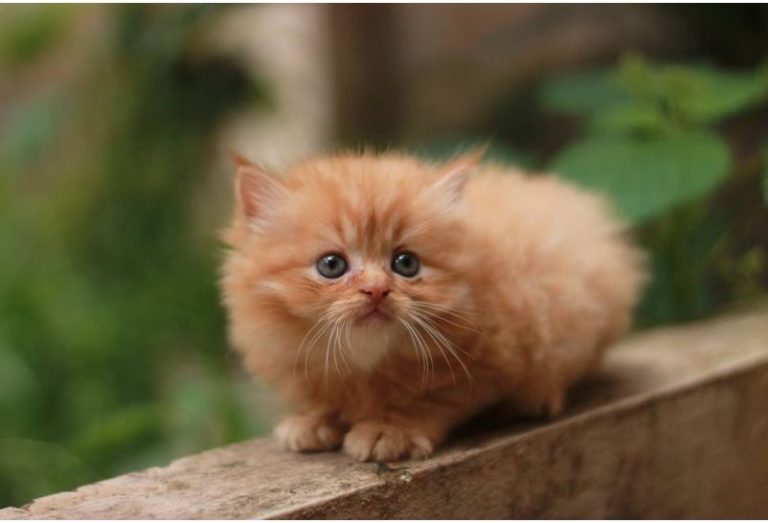 ¿Cuáles son los distintos tipos de gatos persas.