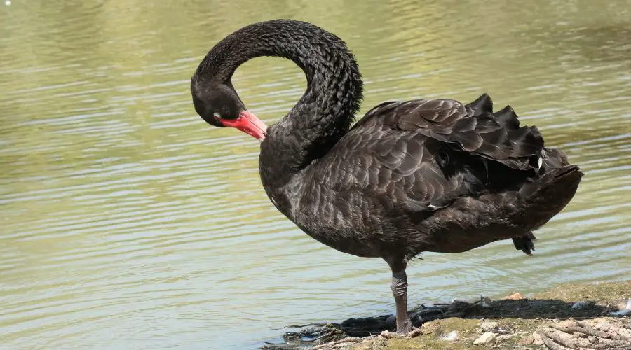 ¿Cuánto puede costar un cisne negro