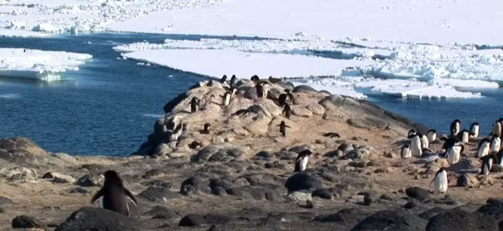 ¿Dónde viven los pingüinos y qué comen? Descubre su vida en la Antártida
