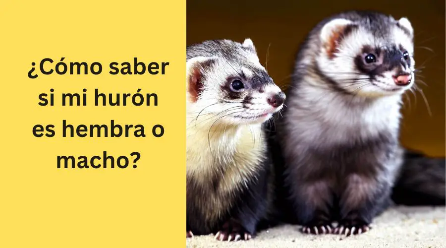 Cómo saber si mi hurón es hembra o macho