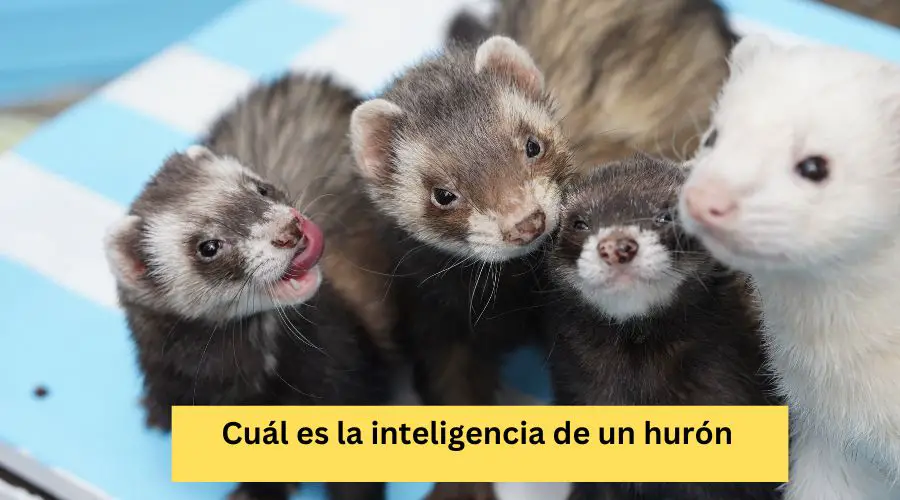 Cuál es la inteligencia de un hurón