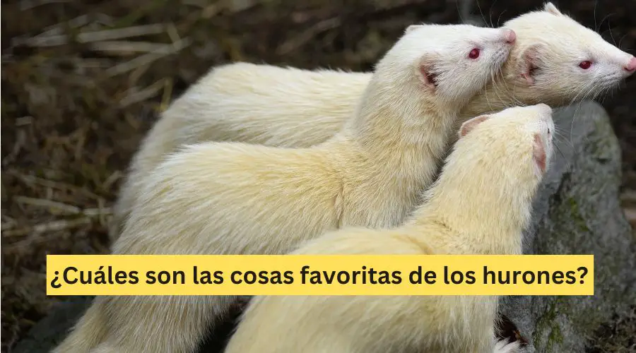 ¿Cuáles son las cosas favoritas de los hurones