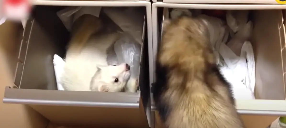 Cuántas horas duerme un hurón