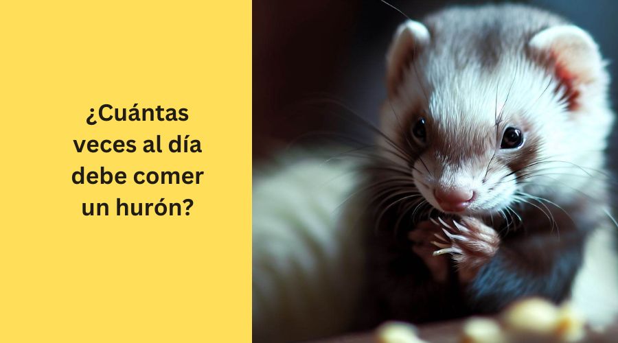 ¿Cuántas veces al día debe comer un hurón