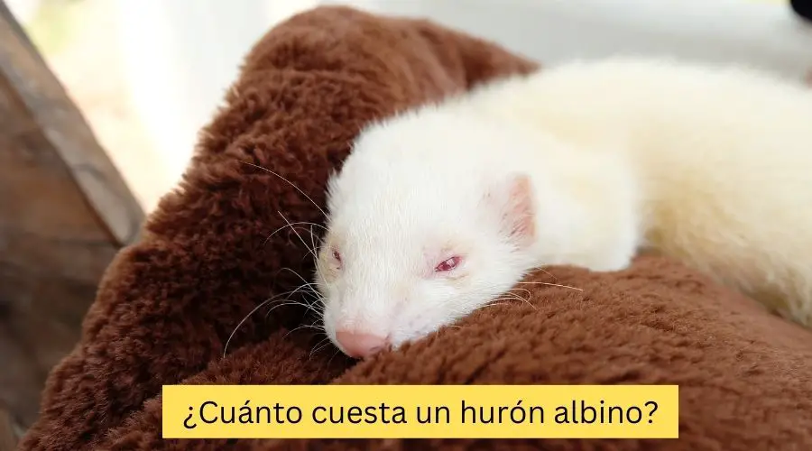 Cuanto cuesta un hurón albino