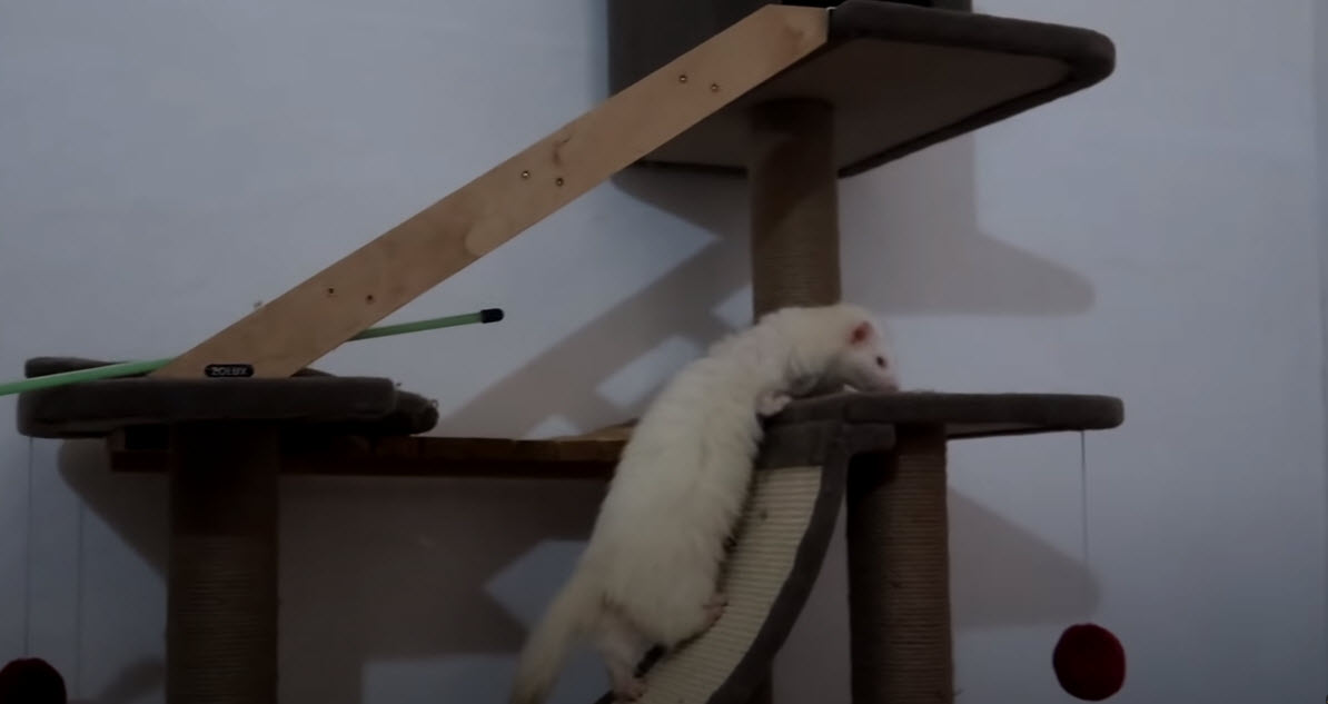 ¿Cuánto cuesta un hurón en España? Precios y detalles sobre su compra