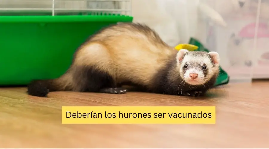 Deberían los hurones ser vacunados
