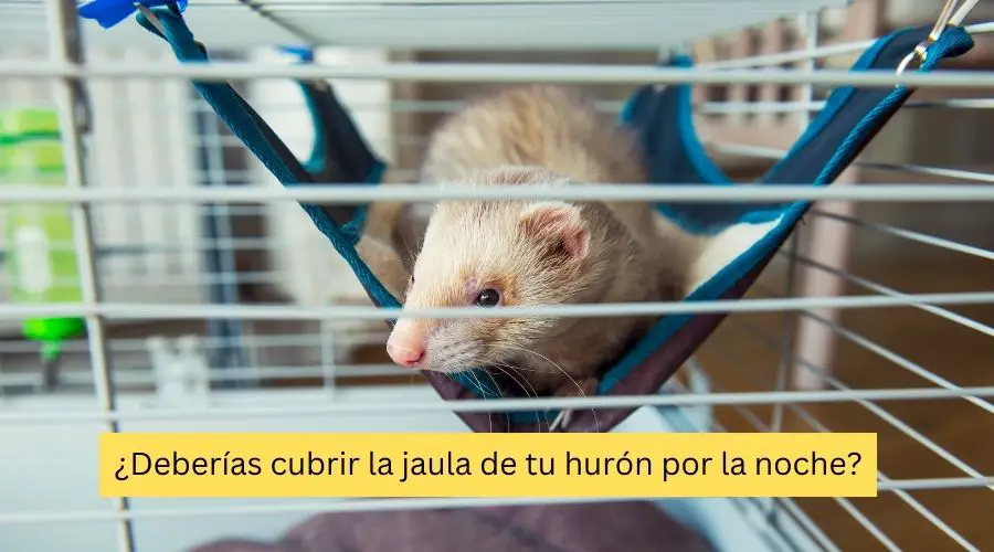 ¿Deberías cubrir la jaula de tu hurón por la noche