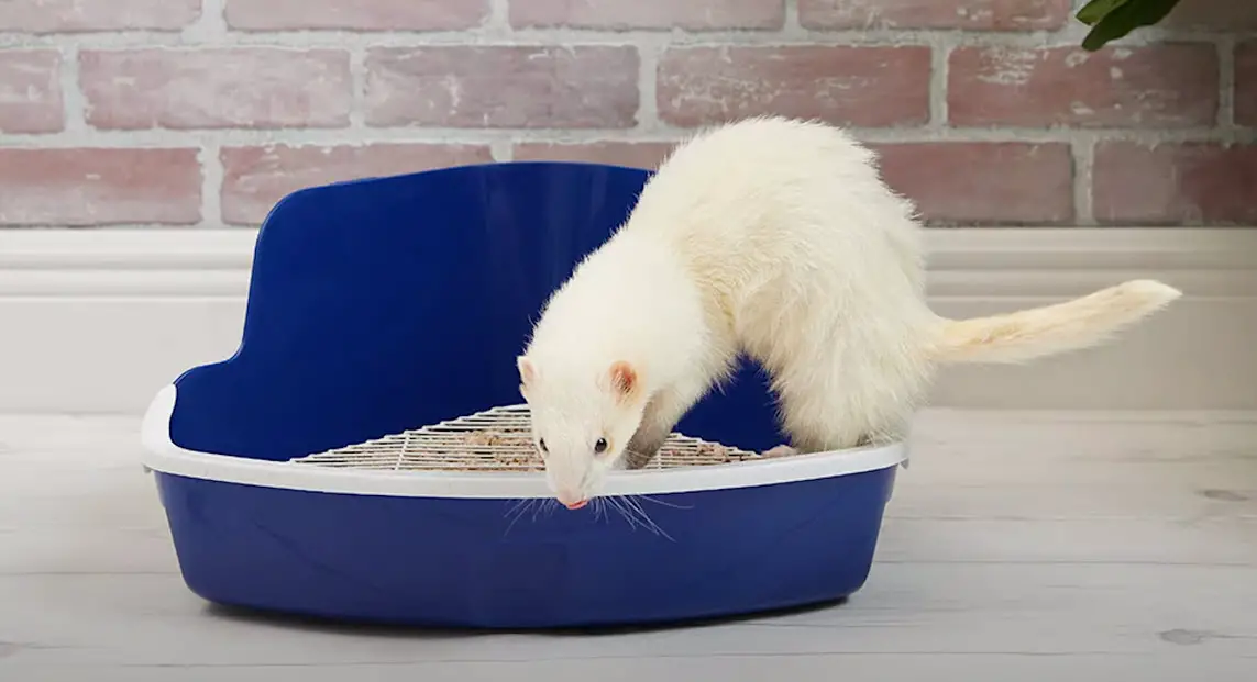 Edad de los hurones en Petco