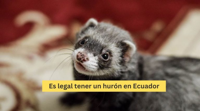 Es legal tener un hurón en Ecuador