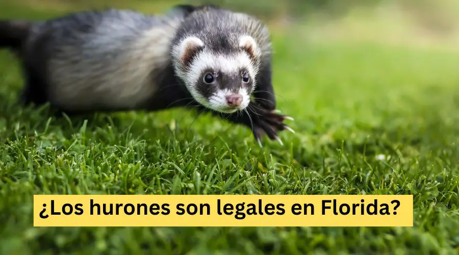 ¿Los hurones son legales en Florida?