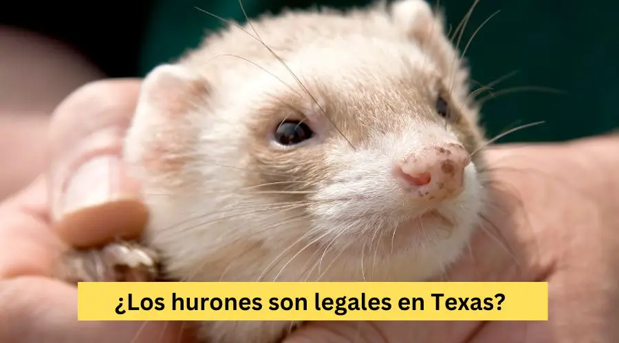 Los hurones son legales en Texas